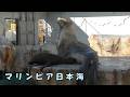 【マリンピア日本海】 今日もお乳を一生懸命飲むトドの赤ちゃん(260818)
