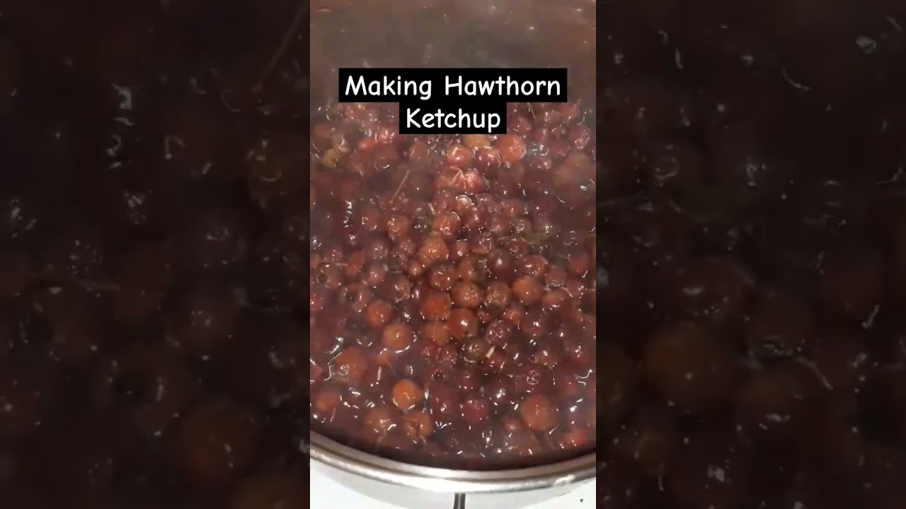 How To Make Hawthorn Ketchup 