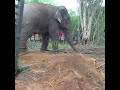 Huge Elephant Entering Village Captured by Wildlife Officers 🐘