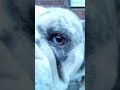 Nunez my English Bulldog