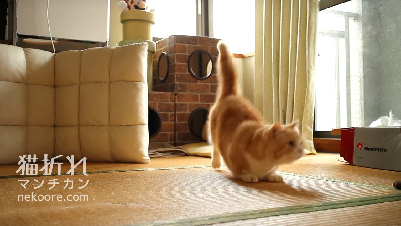 munchkin cat breeders near me 狙い狙われ、猫の奇襲合戦-Cat surprise attack
