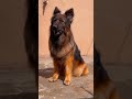 You Can’t Ignore Stella 😍 | Insane Long Coat German Shepherd Beauty 🐕🔥
