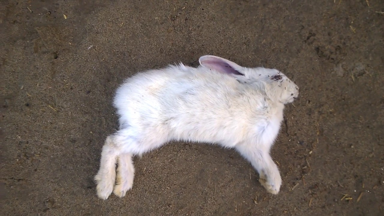 Sudden Death in Healthy Rabbit I am so sad YouTube