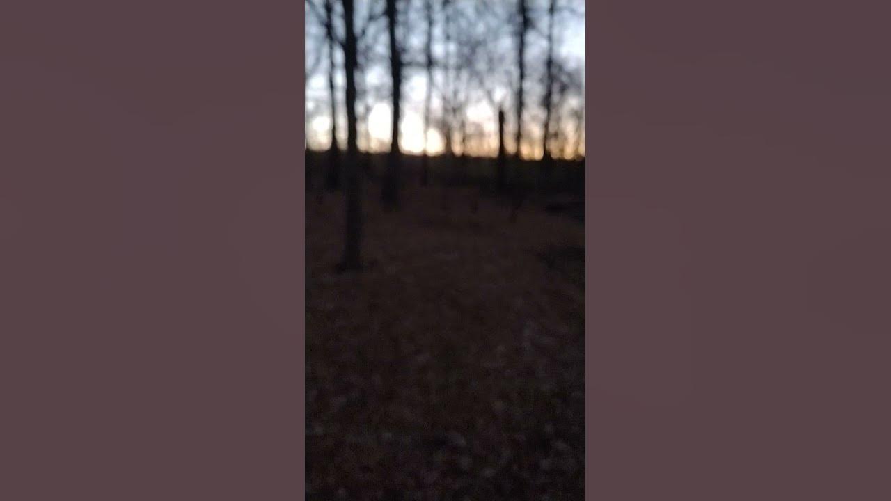 Indiana gun season day 2 .morning bucks woods ag lone wolf saddle acme