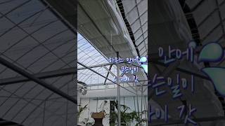 #폭설 자연재해 신고, 초보 농부에게 가혹해. 하우스 안으로 물이 줄줄  6시간에 걸쳐 눈치우니 움푹패여 옹달샘#하미르팜 #폭설피해는 주민센터에... #경기도에.. #보험회사에