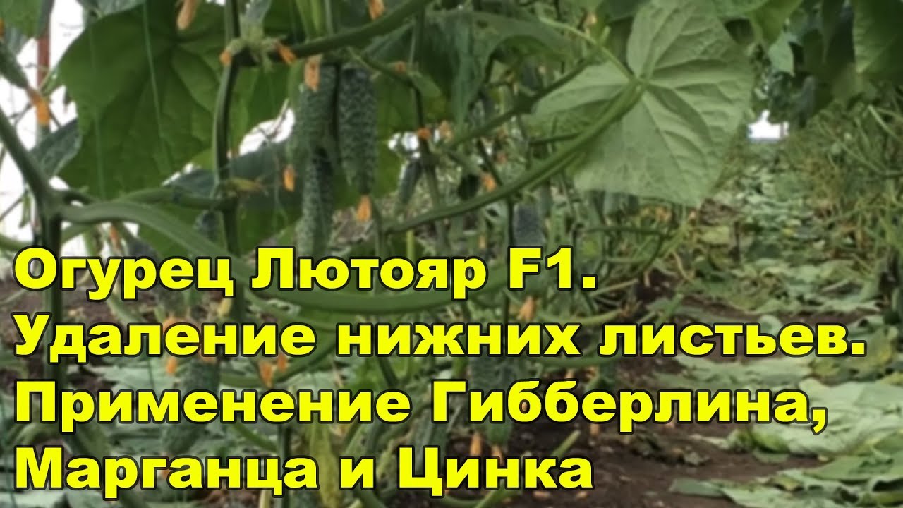 Огурец Лютояр F1. Удаление нижних листьев. Применение Гибберлина ...
