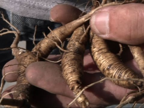 Video: Ženšenio augalų problemos: su ženšenio augalais susijusių problemų šalinimas