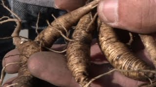 Growing and Protecting Prized Ginseng Plants