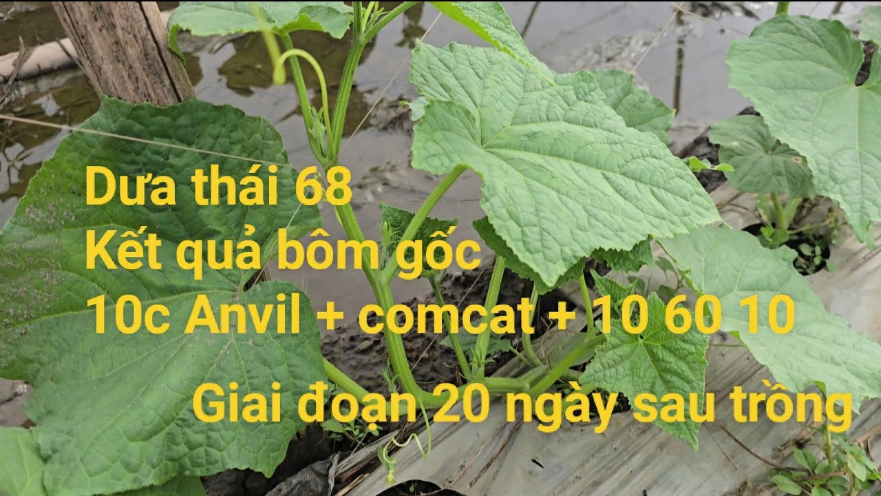 Dưa leo anh Tính nay được 20 ngày, nụ thấy ham luôn Bà Con ơi