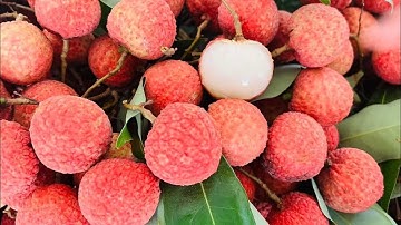 CUNG CẤP CÁC GIỐNG VẢI KHÔNG HẠT,VẢI U TRỨNG,VẢI THIỀU,VẢI KHỔNG LỒ