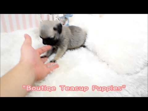 white pug puppies for sale in delhi puppy pug for sale funnydog tv white pug puppies for sale in delhi puppy pug for sale funnydog tv
