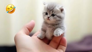 Funny Dogs, Cats and Animals Videos 2023 😎Most Trending Animal Videos #44