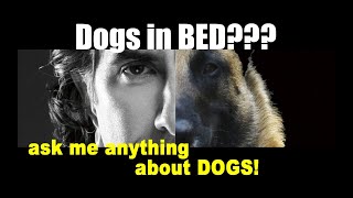 Can My Dog Sleep in BED with Me? ask me anything - Robert Cabral Dog Training Video