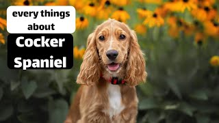 every about american cocker spaniel by Animal Explorer 23 views 1 year ago 3 minutes