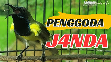 MASTERAN SOGON GACOR PENJEBOL EMOSI SOGON MACET BUNYI TUNGGU 1 MENIT PASTI SOGON RESPON ! #PART 139
