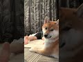 飼い主が突然倒れたら…犬の反応が可愛い#柴犬の日常