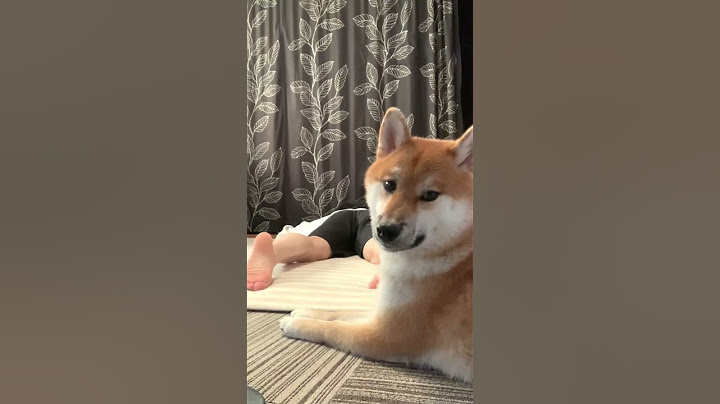 When the owner suddenly collapses... the dog's reaction is cute #DailyLifeofShibaInu