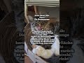 Besonderheit der Katzenzunge #mainecoon #cat #katze #factsaboutcats #katzenwissen #shorts