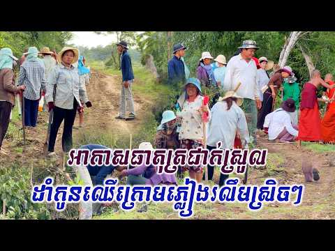 ត្រជាក់ត្រជុំណាស់ ល្ងាចនេះដាំកូនឈើក្រោមអាកាសធាតុត្រជាក់ មេឃរលឹមស្រិចៗ