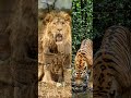 comparing lions and tigers, focusing on their behavior, habitats, hunting patterns....