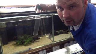Aquarium Maintenance - How to Clean a Fish Tank by Pondguru Gravel cleaner: http://geni.us/gub Very quiet air pump: http://geni.us/A6Cfz7S Frozen food: http://geni.us/LNA8 (select type - loads to