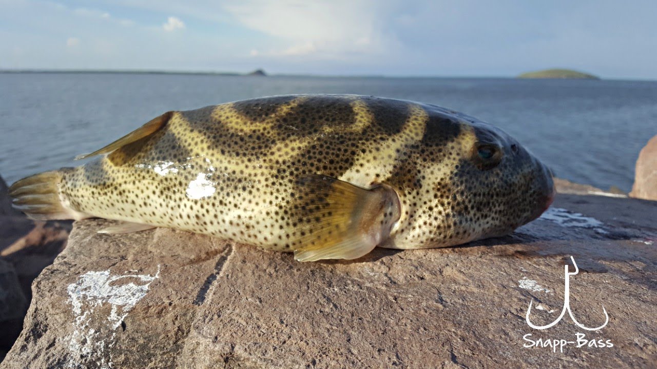 Botetes Ranas Pesca De Botetes Con Camaron - YouTube
