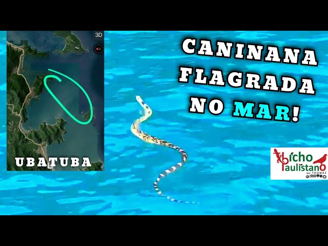 Serpentes comuns em Ubatuba - Curiosidades de Ubatuba