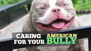Caring for Your American Bully: Health and Wellness Tips