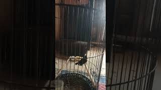 Download Lagu hadir lagi korlap nya bosku#birds #mangkicauoffecial MP3 Download Lagu hadir lagi korlap nya bosku#birds #mangkicauoffecial MP3