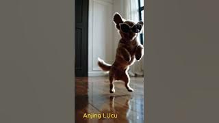 🐕 Kompilasi Anjing Lucu Terbaru 2025 – Dijamin Bikin Mood Kamu Naik!