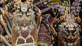 Spiny Lobster Live Packing and Shipping Part One