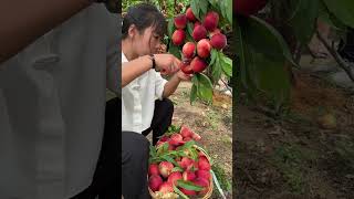 Agriculture Village Fresh Fruit #Viral #Fruit #Shorts #1005