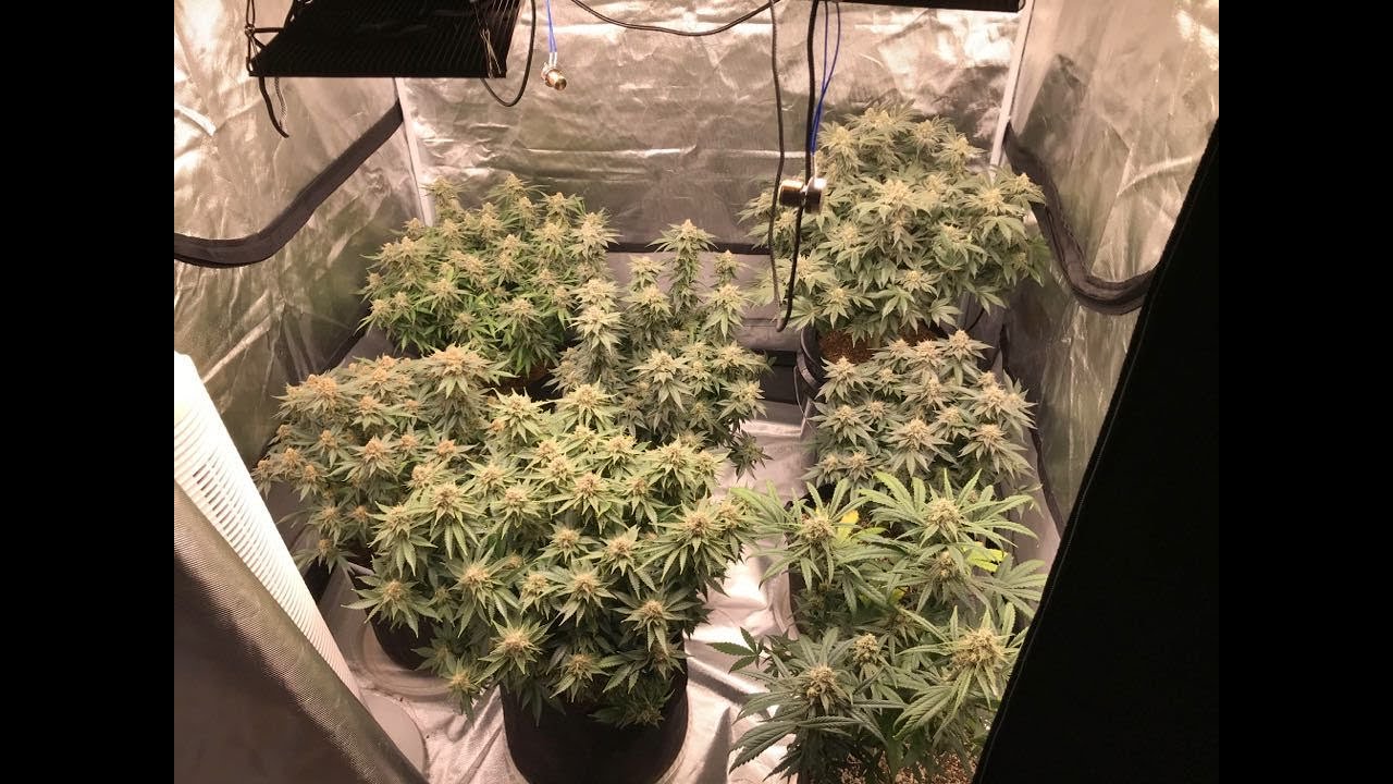 2020/2021 grow journal update. Hows it going?!