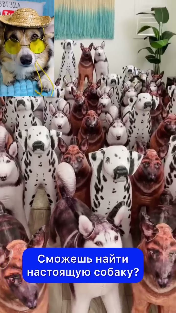 собака без тела