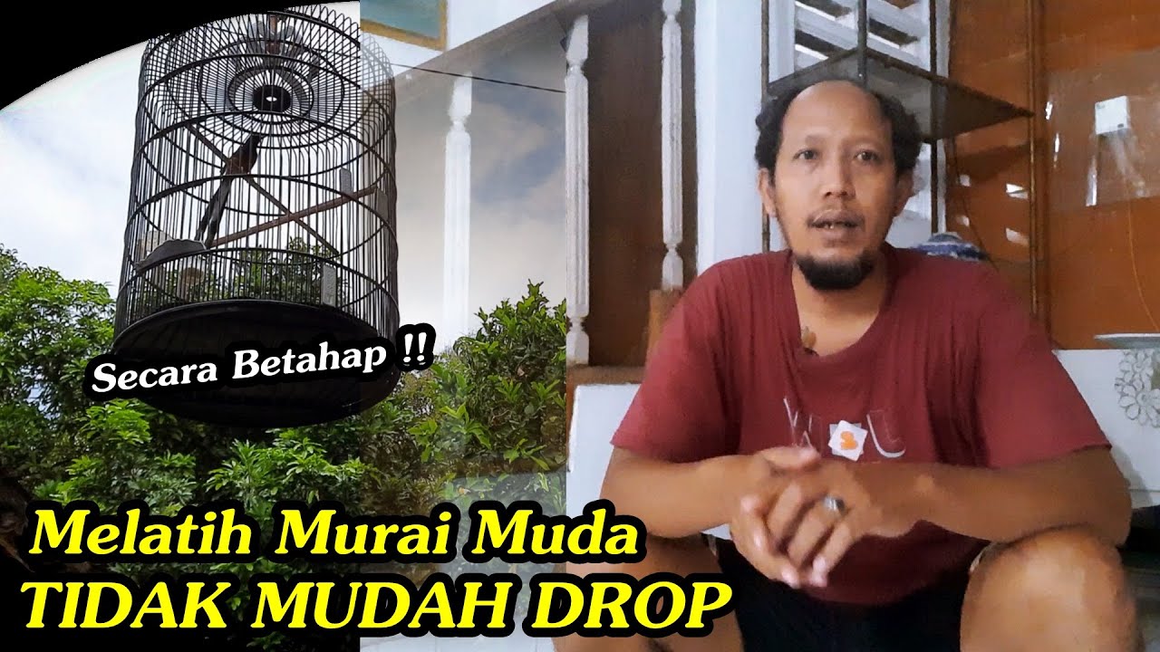 Cara melatih murai muda secara bertahap agar mental terbentuk!!
