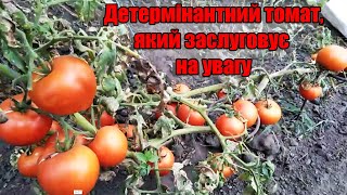 🍅Детермінантний томат, який заслуговує на увагу