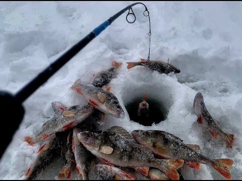 ТА САМАЯ ЛУНКА.....РУКИ ЗАДРОЖАЛИ ОТ РАДОСТИ!! Рыбалка, первый лед 2023-2024.Окунь на балансир.