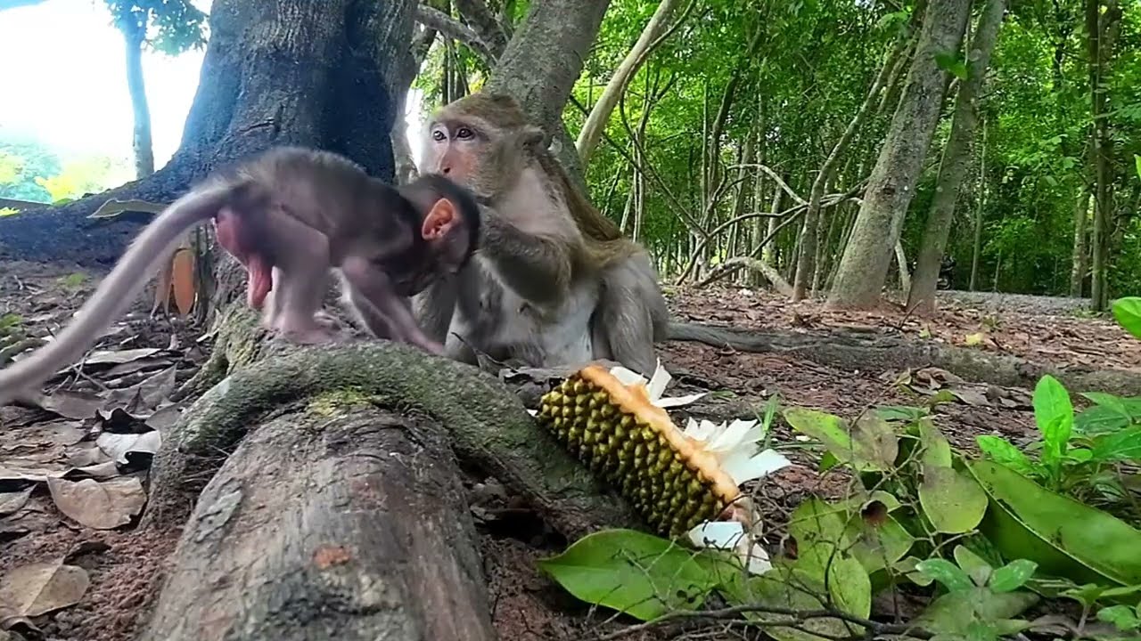 Sharing Jackfruit for monkeys In Carbzilla Group