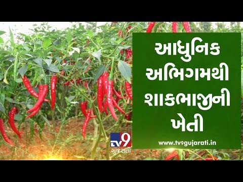 High Tech Method of Vegetable Farming | TV9GujaratiNews