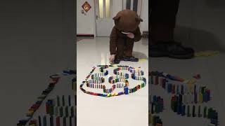 Best of Domino Effect Satisfying Domino Screen Link AMAZING Dominoes Tricks!