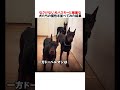 なさけない犬ハスキーと強面な犬たちの個性を並べてみた結果ｗｗｗｗｗ