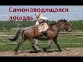 Как лошади домой возвращаются. Байка