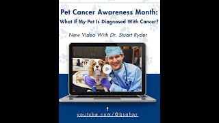 Cancer Chemotherapy In Dogs and Cats