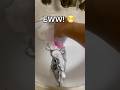 Powerful Drain Cleaner Foam Sink Cleaner Review Cleanhome Homeclean Cleaningtips Cleaninghacks Powerful Drain Cleaner Foam Sink Cleaner Review Cleanhome Homeclean Cleaningtips Cleaninghacks