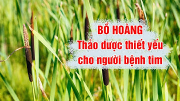 Bồ hoàng (Cỏ nến) – vị thuốc Đông y thiết yếu cho người bệnh tim mạch