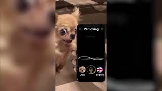 Cat language translator ~ cat and dog translator~funny app screenshot 2