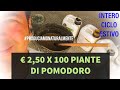 Costo Trattamenti acquosi Intero ciclo 100 piante Pomodoro Estivo
