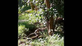 Jungle Babbler Enjoying Bath In Hot Summer