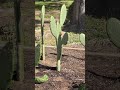 Tierra fertil lo que siembras cosechas
