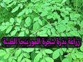 زراعة المورينجا من البذور  Moringa